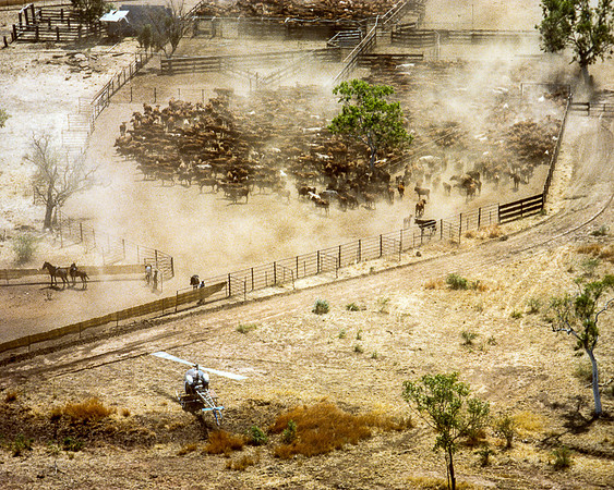 Cattle Mustering Rosewood Station WA.