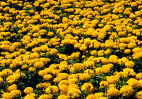 Field of Daisies