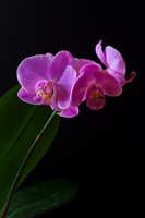 Orchid
