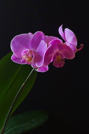 Orchid