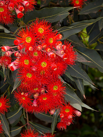 Flowering Red Gum
