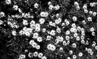 Daisies