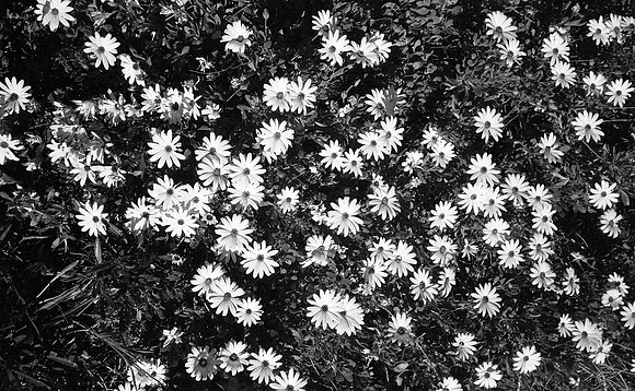 Daisies