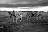 South Africa
