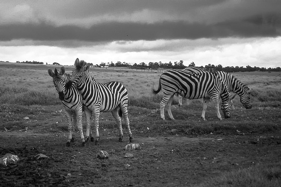 Zebras