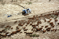 Cattle Mustering Rosewood Station WA