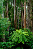 Dandenong National Park VIC