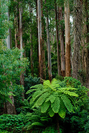 Dandenong National Park VIC