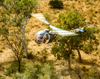 Helicopter Mustering Rosewood Station WA