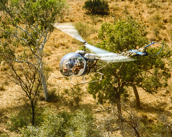 Helicopter Mustering Rosewood Station WA