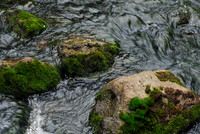 Jells Park Stream Melbourne VIC