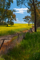 Canola Field NSW