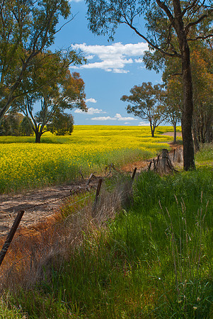 Canola Field NSW