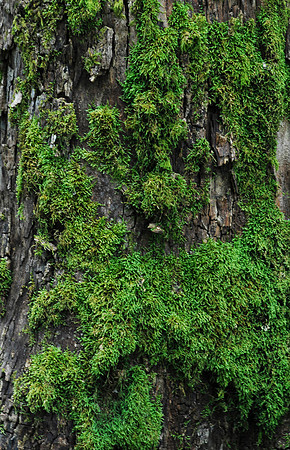 Tree Lichens