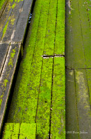 Moss