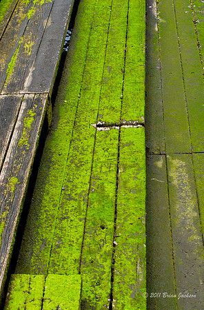 Moss