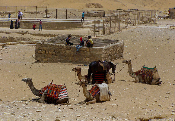 Pyramid Camels, Giza, Egypt